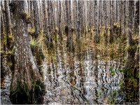 Florida